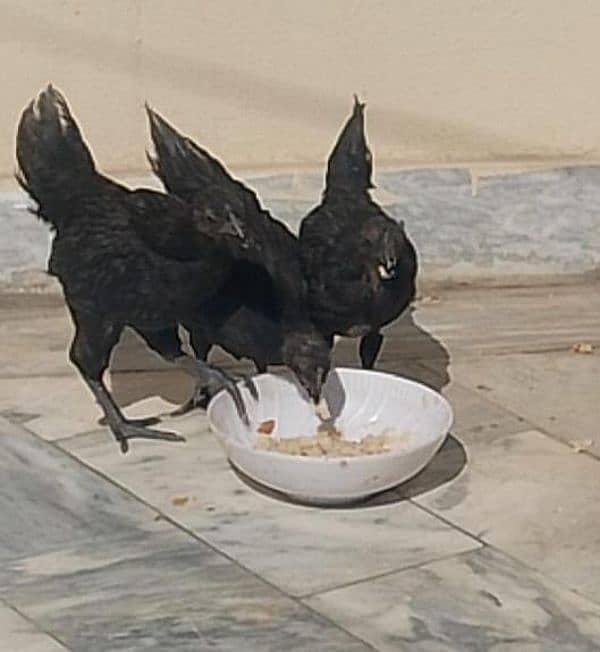 Ayam cemani grey tongue for sale 3 piece 1