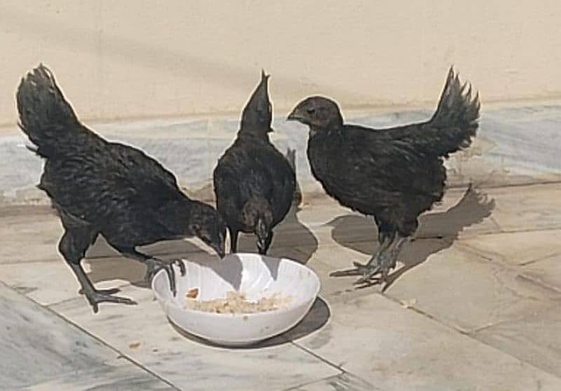 Ayam cemani grey tongue for sale 3 piece 2