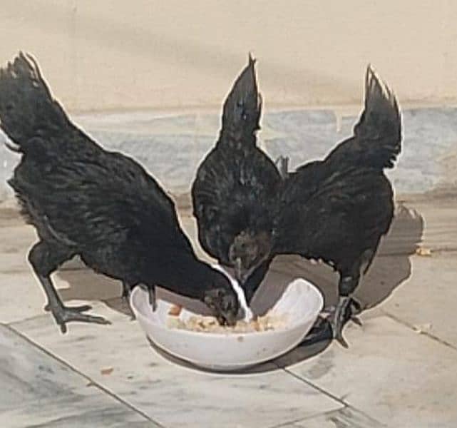 Ayam cemani grey tongue for sale 3 piece 3