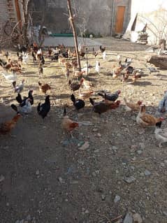 Golden Misri Hens for sale