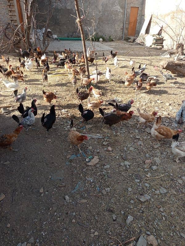 Golden Misri Hens for sale 0