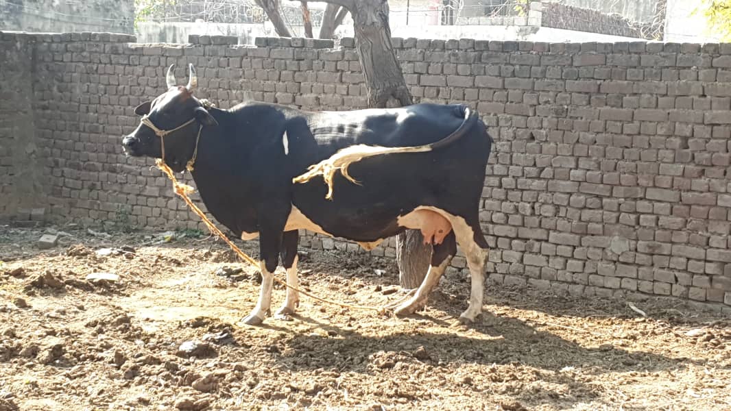 Cow | Shaiwali Cow | Gbhn Cow | Cow For Sale 1