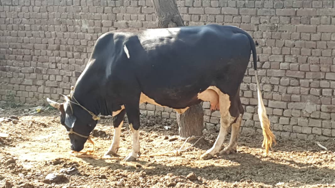 Cow | Shaiwali Cow | Gbhn Cow | Cow For Sale 2