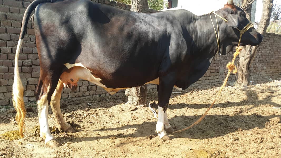 Cow | Shaiwali Cow | Gbhn Cow | Cow For Sale 4