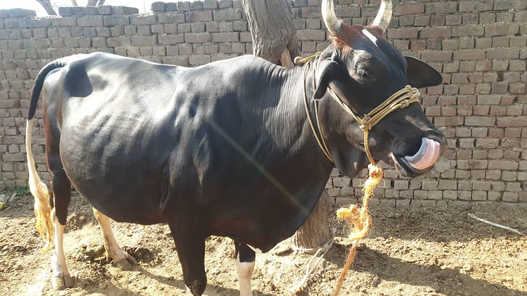 Cow | Shaiwali Cow | Gbhn Cow | Cow For Sale 6