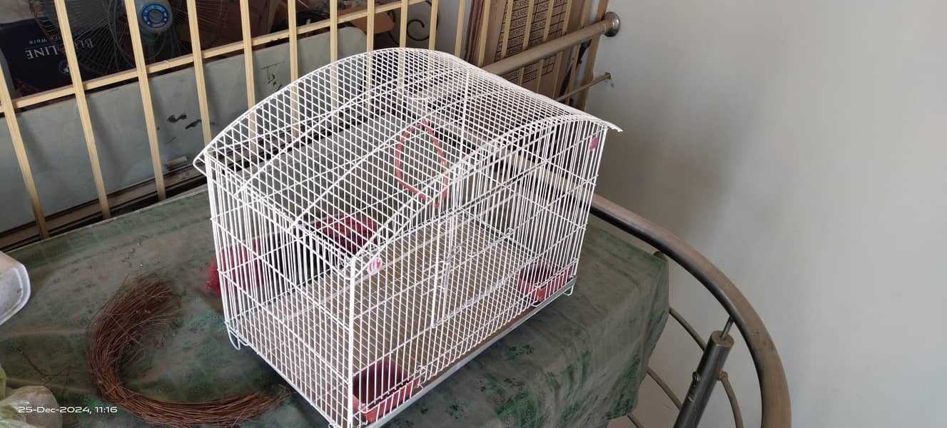 Budgies australian parrots cage pinjra urgent sale condition (9.9/10) 4