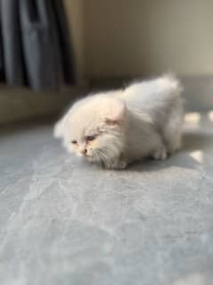 *Persian kitten / female / double coated / kitten for sale*