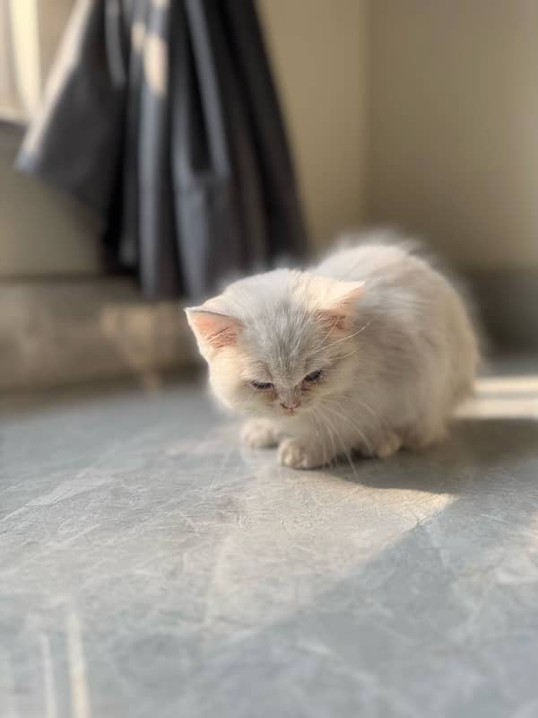 *Persian kitten / female / double coated / kitten for sale* 1