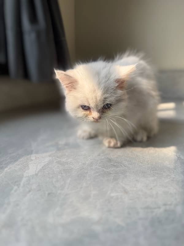 *Persian kitten / female / double coated / kitten for sale* 2