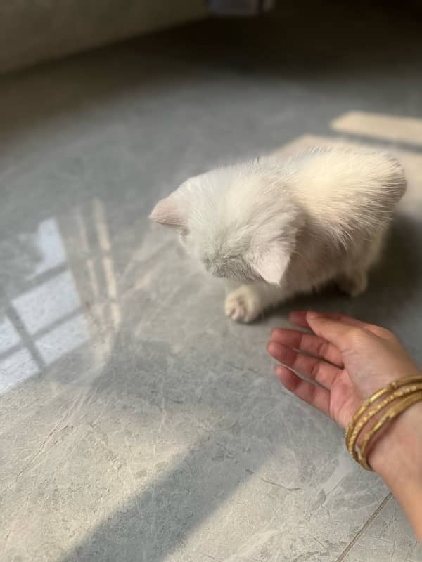 *Persian kitten / female / double coated / kitten for sale* 3