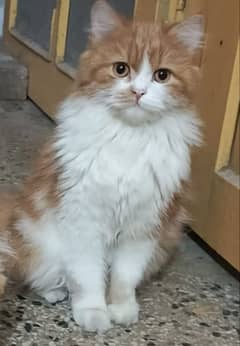 Persian Kitten for sale