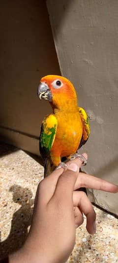 SUN CONURE HAND TAME FLY TAME PEICE DELIVERY FREE!!!