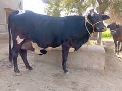 cross young cow