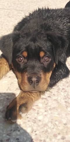 German Rottweiler