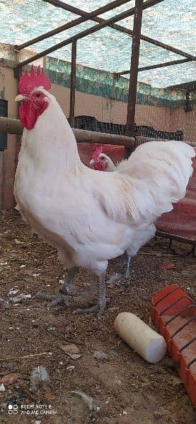 Australorp |  Heritage White/Blue Chicks | Austrolop Eggs | Fancy Hen 1