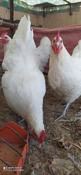 Australorp |  Heritage White/Blue Chicks | Austrolop Eggs | Fancy Hen 2