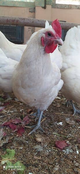 Australorp |  Heritage White/Blue Chicks | Austrolop Eggs | Fancy Hen 3