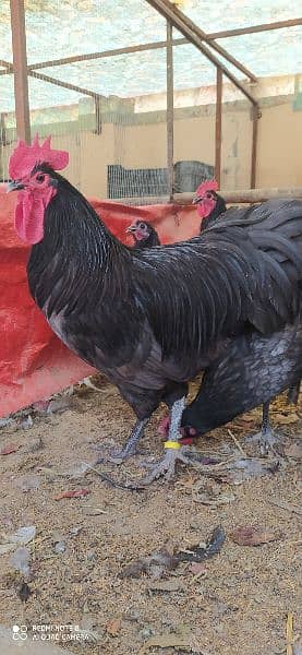 Australorp |  Heritage White/Blue Chicks | Austrolop Eggs | Fancy Hen 4