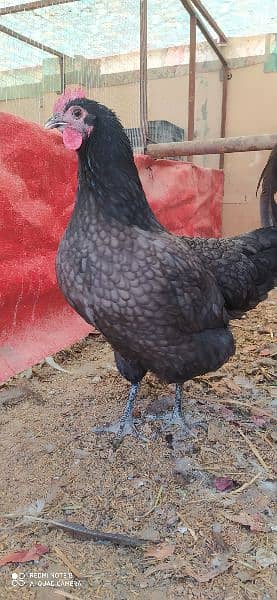 Australorp |  Heritage White/Blue Chicks | Austrolop Eggs | Fancy Hen 6