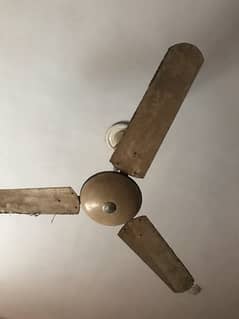 fan