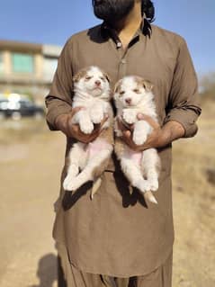 Siberian Husky | Wooly Coat | Blue Eyes | Siberian Husky Puppies