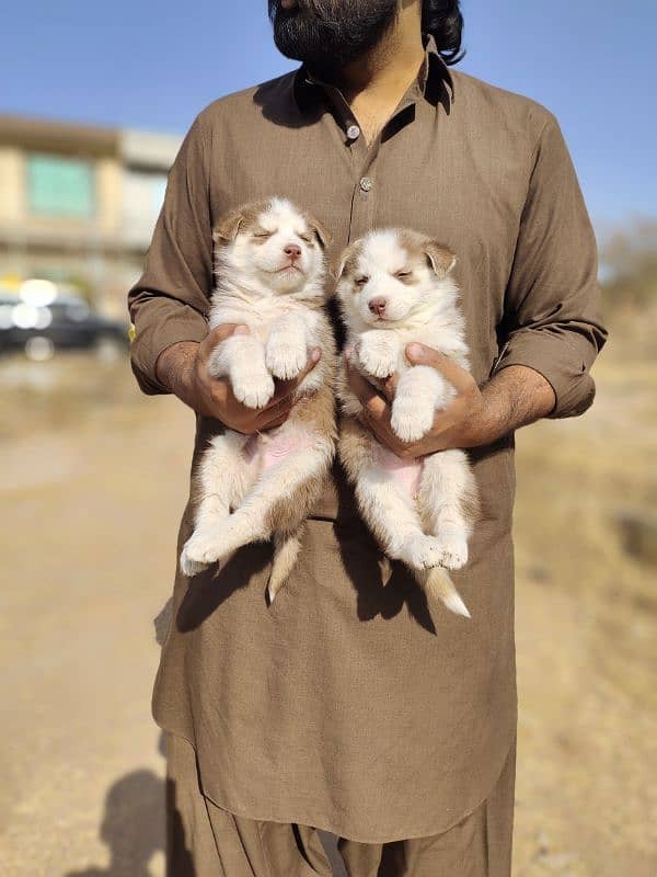 Siberian Husky | Wooly Coat | Blue Eyes | Siberian Husky Puppies 1