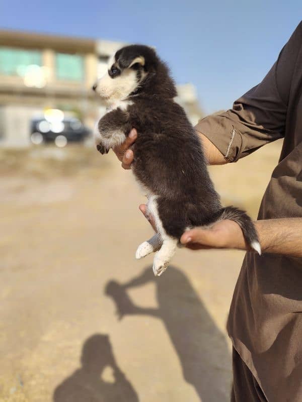 Siberian Husky | Wooly Coat | Blue Eyes | Siberian Husky Puppies 2