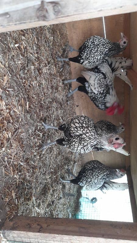 Eggs,chicks,polish,sabright,silki,WYANDOTTE 0316 2606360j 4