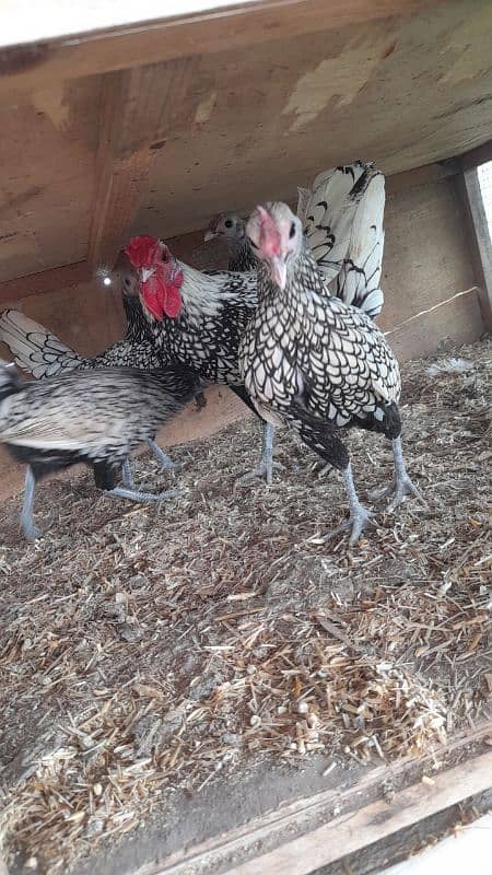 Eggs,chicks,polish,sabright,silki,WYANDOTTE 0316 2606360j 5