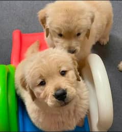 Golden Retriever puppies | heavy Coat  |