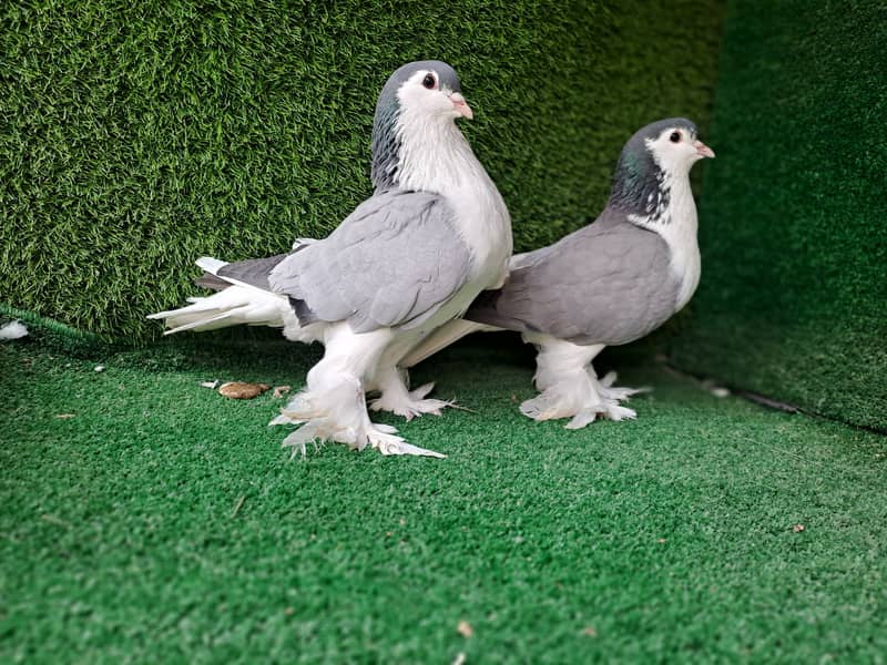 Supreme Quality Frillback breeding pair Pigeons/ kabooter 3