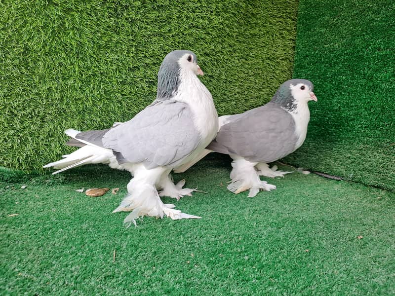 Supreme Quality Frillback breeding pair Pigeons/ kabooter 4