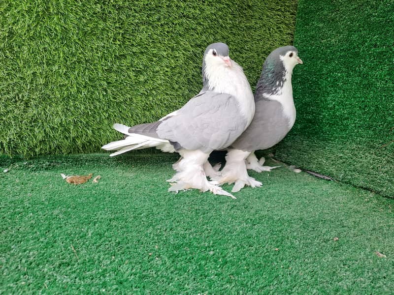 Supreme Quality Frillback breeding pair Pigeons/ kabooter 5