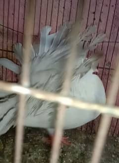 White English fantail 100% breeder female for sale