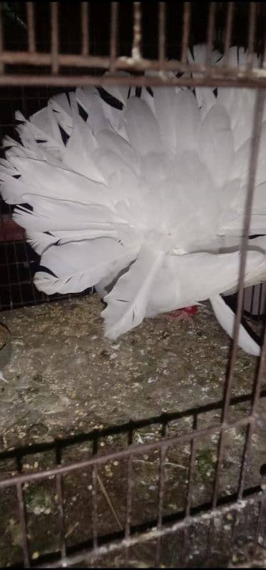 White English fantail 100% breeder female for sale 1