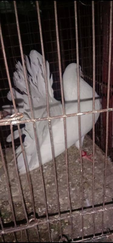 White English fantail 100% breeder female for sale 2