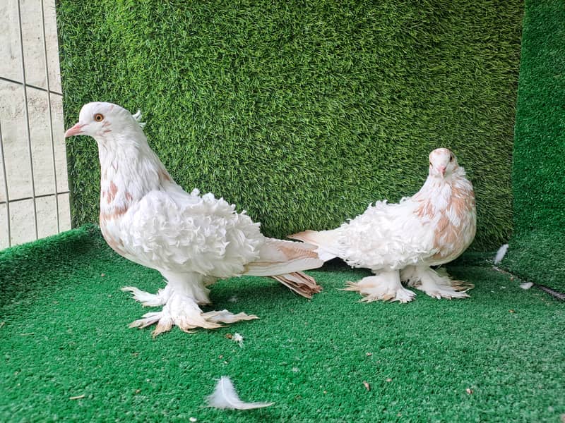 Excellent Quality Fancy pigeons 2