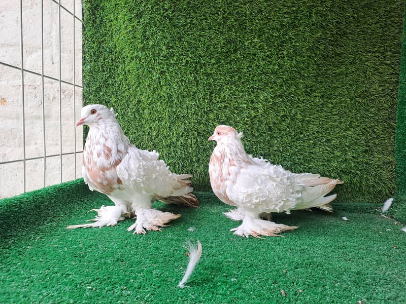 Excellent Quality Fancy pigeons 4