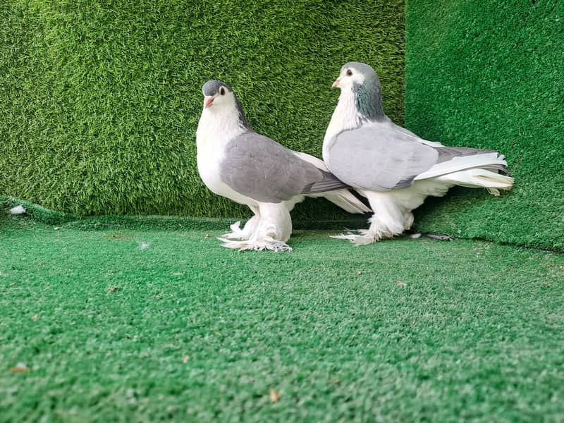 Excellent Quality Fancy pigeons 5