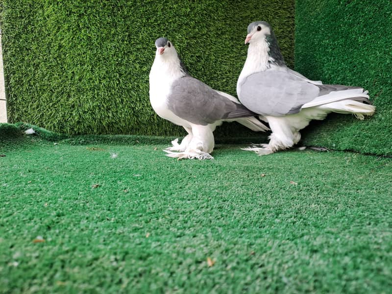 Excellent Quality Fancy pigeons 7