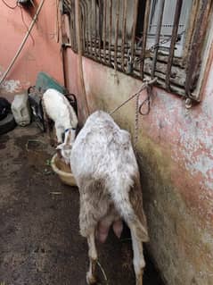 CHEENA MAKHI BAKRI WITH 1 MALE KID