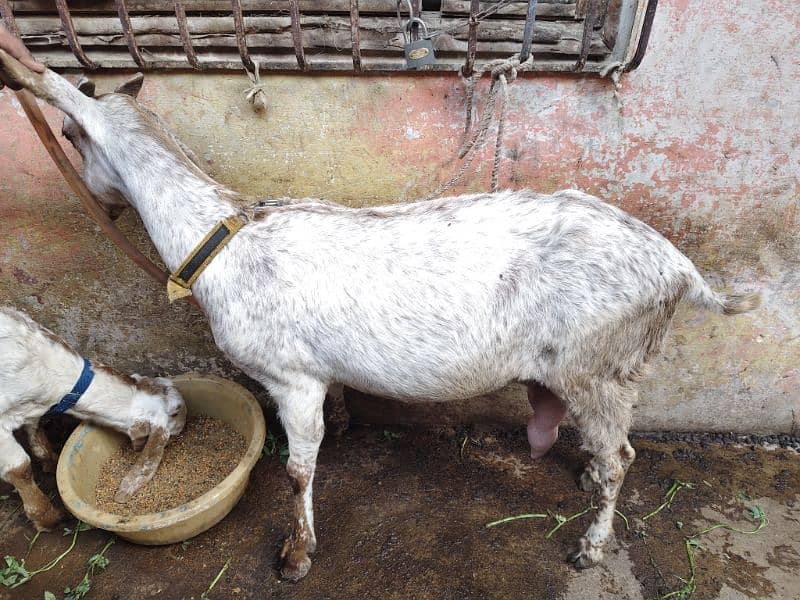 CHEENA MAKHI BAKRI WITH 1 MALE KID 1