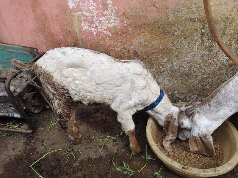 CHEENA MAKHI BAKRI WITH 1 MALE KID 5