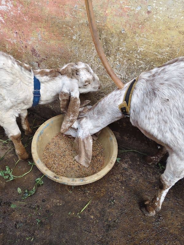 CHEENA MAKHI BAKRI WITH 1 MALE KID 6