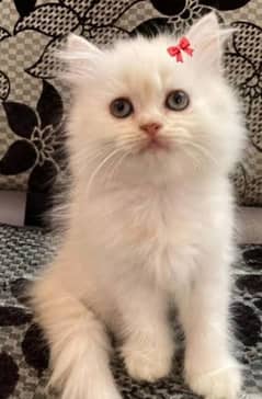 price 21 k pure white Persian kitten sms inbox .