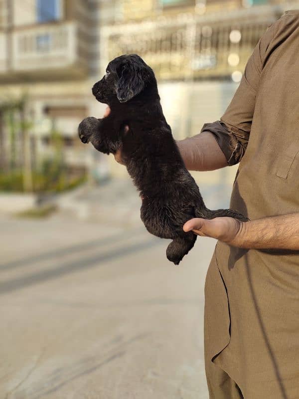 I want to sale my black retriever female puppy 0