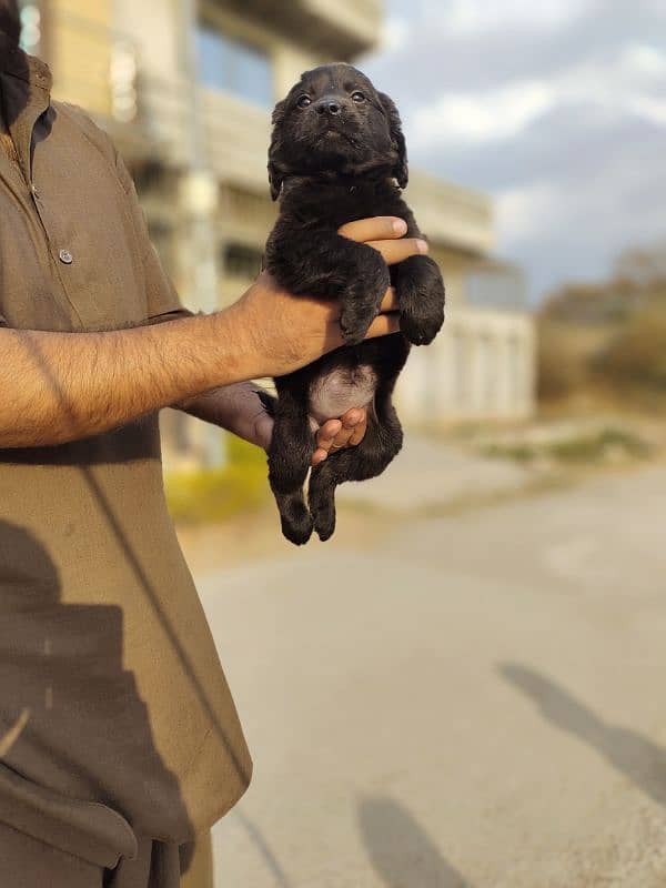 I want to sale my black retriever female puppy 1