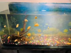 Golden Severum fish for Sale!