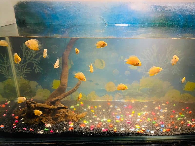 Golden Severum fish for Sale! 1