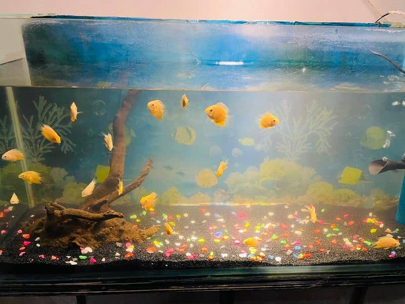 Golden Severum fish for Sale! 2